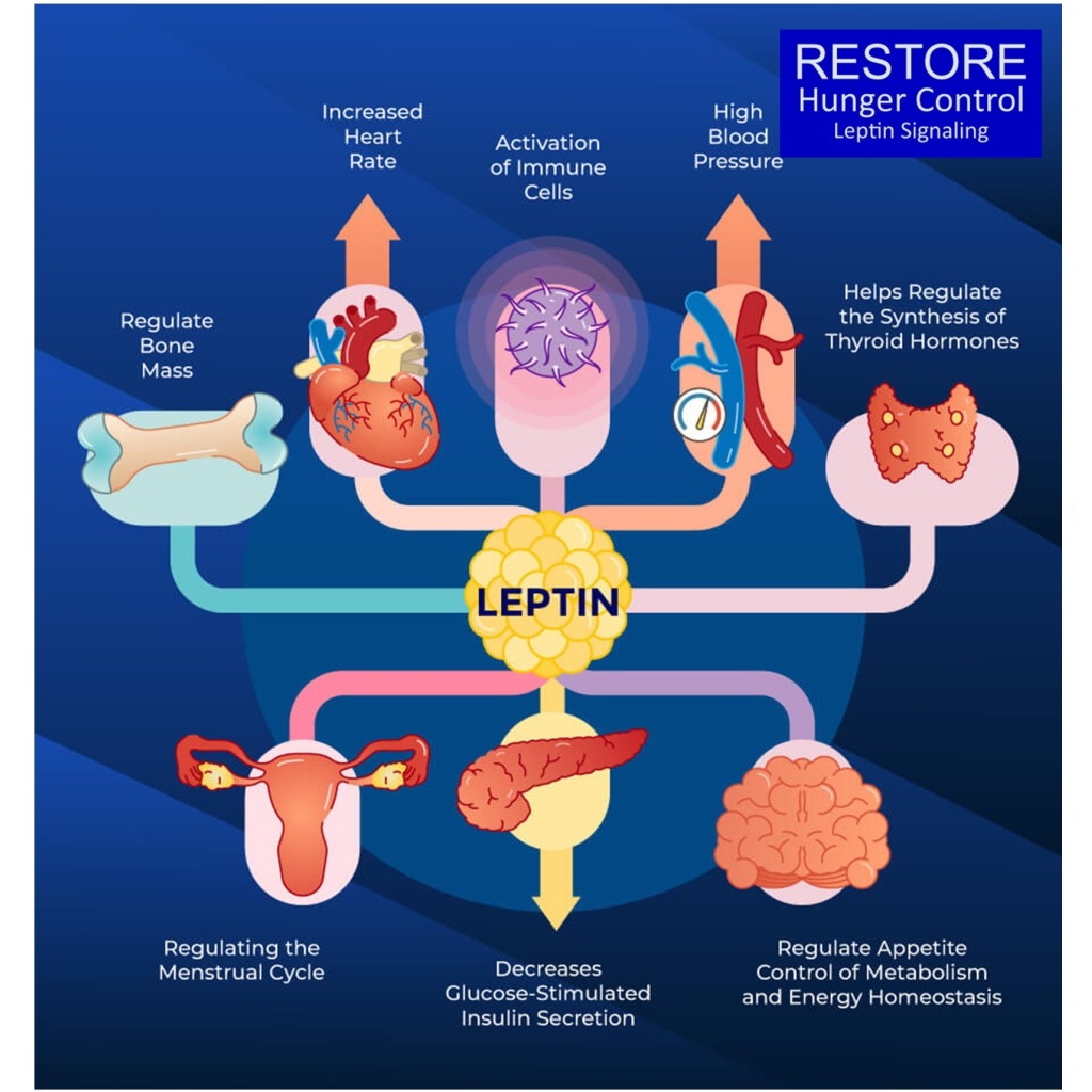 Restore Leptin Hunger Control site image